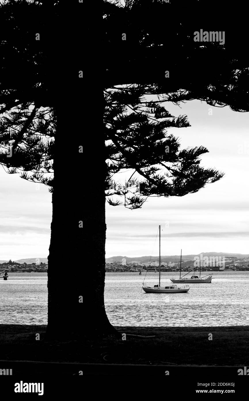 Noir et blanc photo d'un arbre silhouetté au port de Tauranga, Tauranga, Île du Nord, Nouvelle-Zélande Banque D'Images