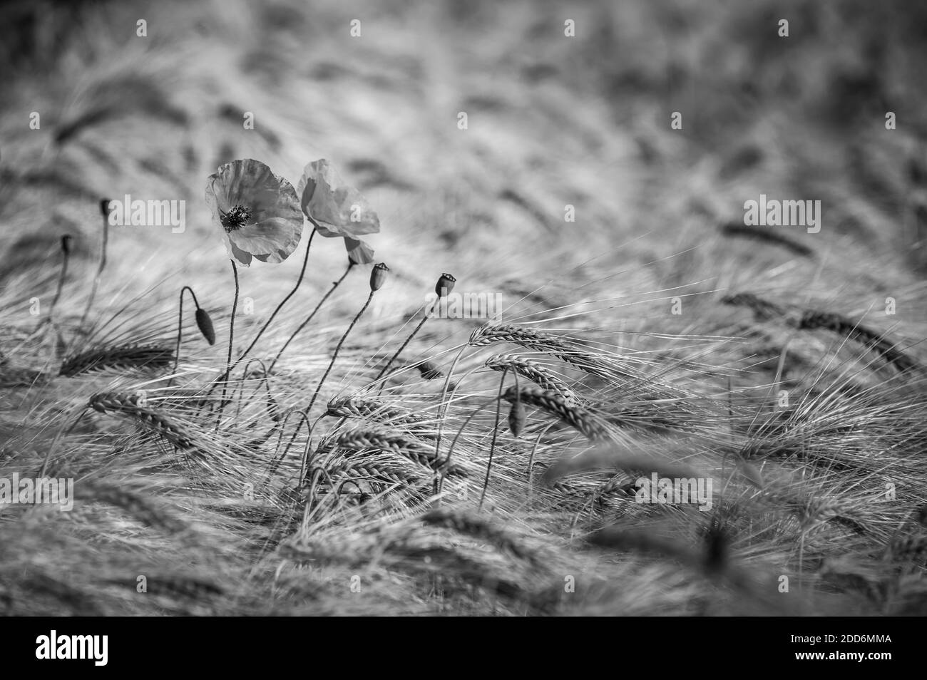 Coquelicots dans un champ de blé du parc national de Northumberland, près de Hexham, Angleterre, Royaume-Uni, Europe Banque D'Images