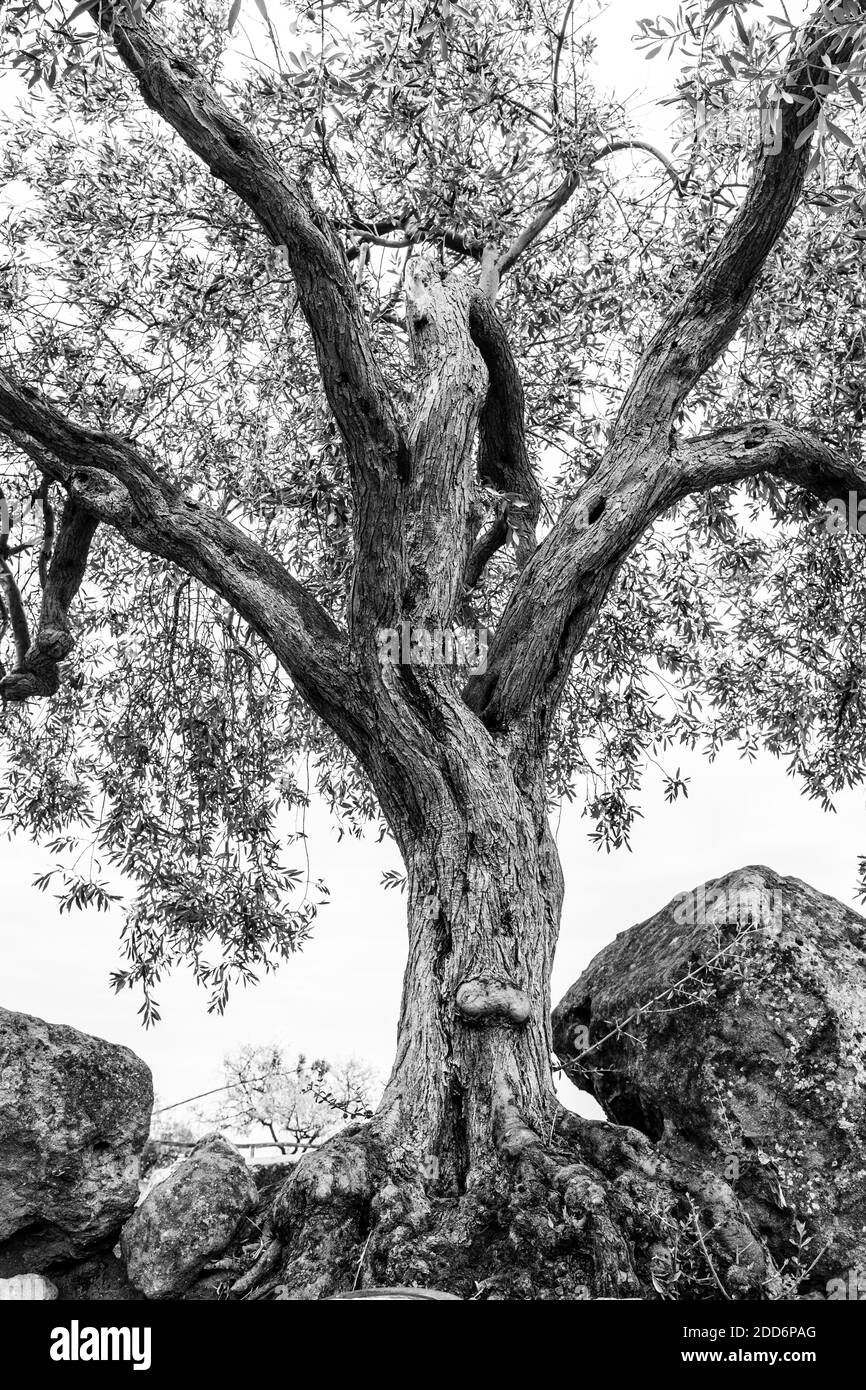 Photo en noir et blanc d'un vieil olivier crocheté dans les ruines de la Vallée des temples (Valle dei Templi), Agrigente, Sicile, Italie, Europe Banque D'Images