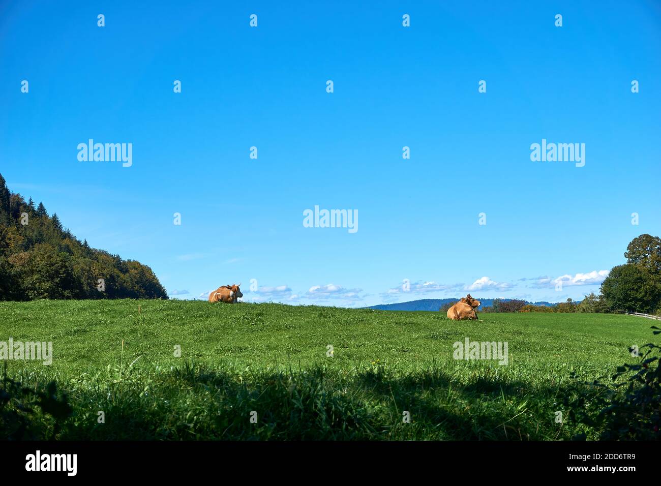 Vache sur un pré vert Banque D'Images