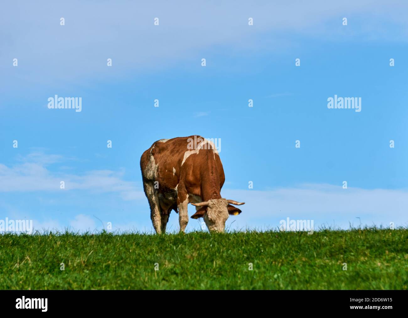 Vache sur un pré vert Banque D'Images