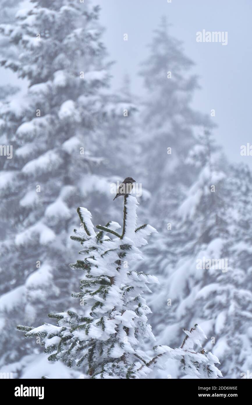 Oiseau assis sur un arbre enneigé Banque D'Images