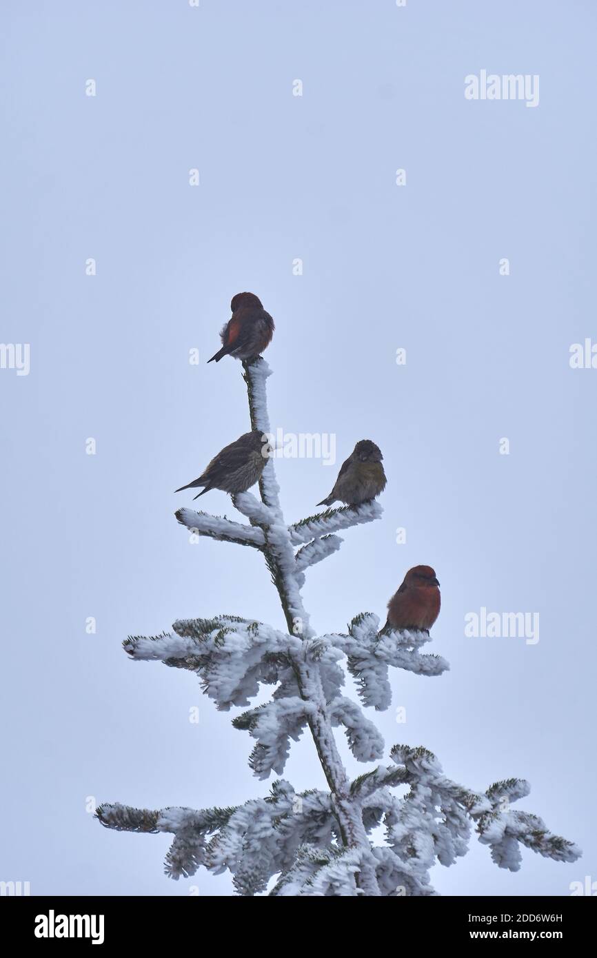 Oiseaux assis sur un arbre enneigé Banque D'Images