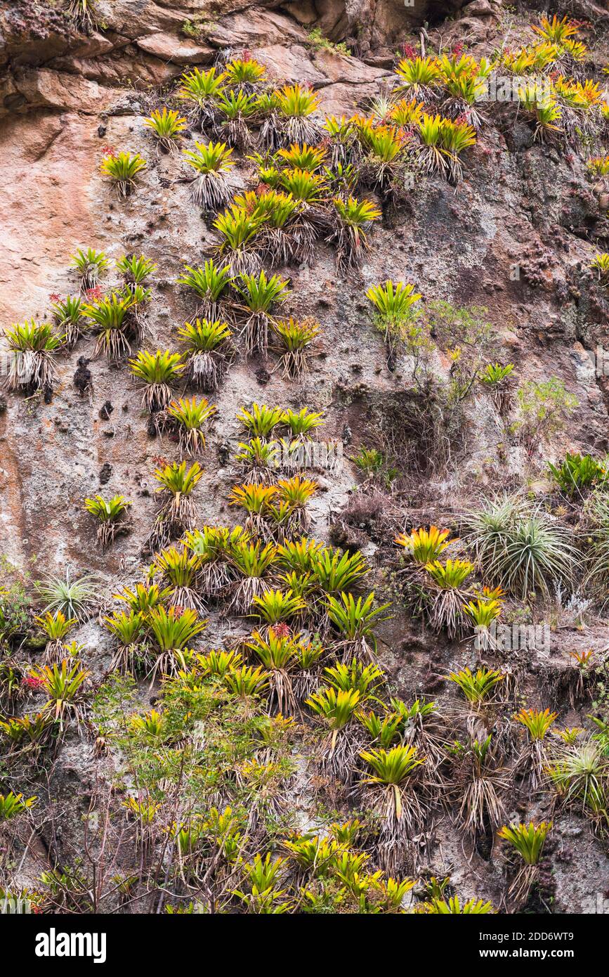 Faune sur le sentier Inca jour 1, région de Cusco, Pérou, Amérique du Sud Banque D'Images