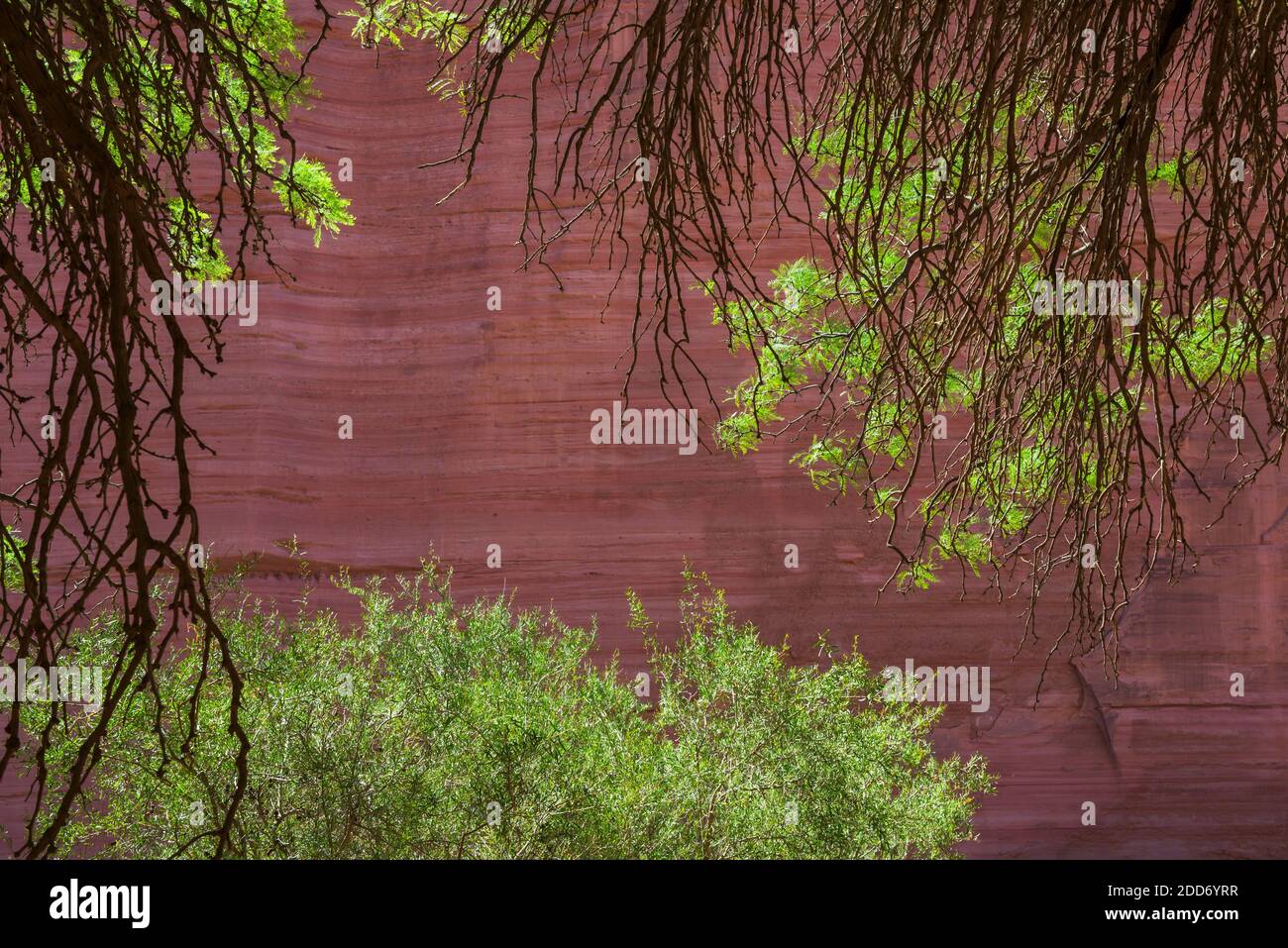 Mur rouge à la gorge de Talampaya, parc national de Talampaya, province de la Rioja, Argentine du Nord, Amérique du Sud Banque D'Images