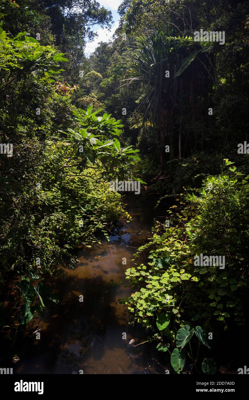 Réserve de Perinet, Parc national d'Andasibe-Mantadia, région d'Alaotra-Mangoro, est de Madagascar Banque D'Images