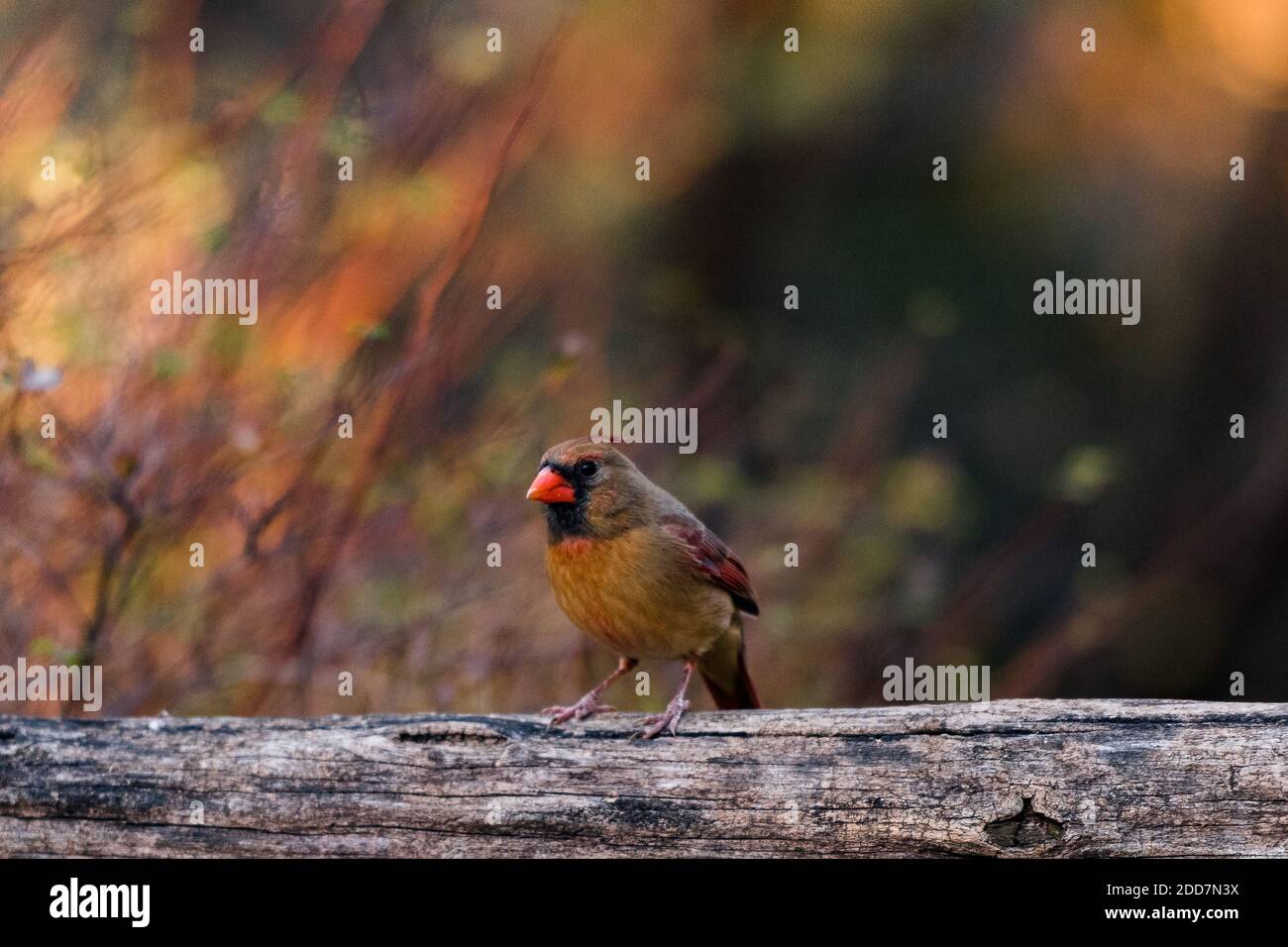 Un zébra-finch rouge isolé dans le Central Park Banque D'Images