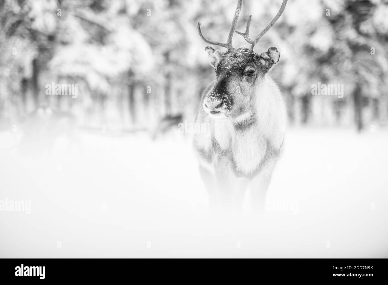 Renne à la ferme de rennes de Torassieppi, Laponie, Finlande Banque D'Images