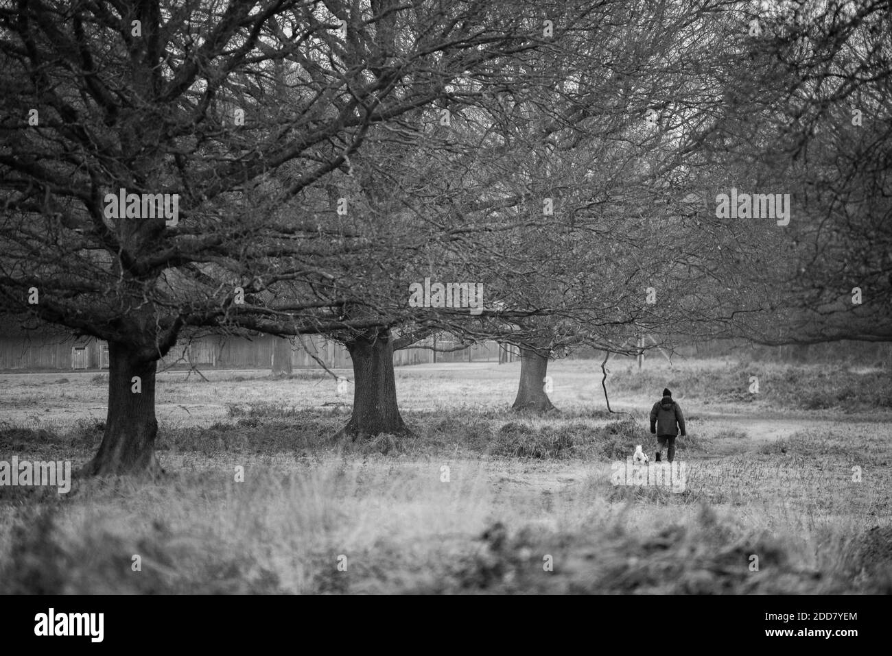 Chien marcheur à Richmond Park, Londres, Angleterre Banque D'Images