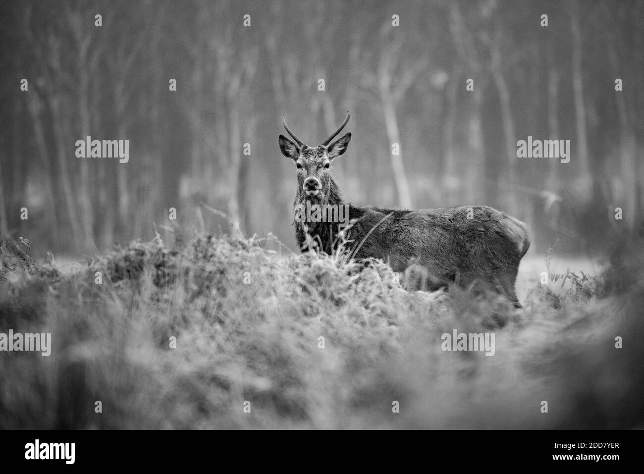 Red Deer (Cervus elaphus) à Richmond Park, Londres, Angleterre Banque D'Images