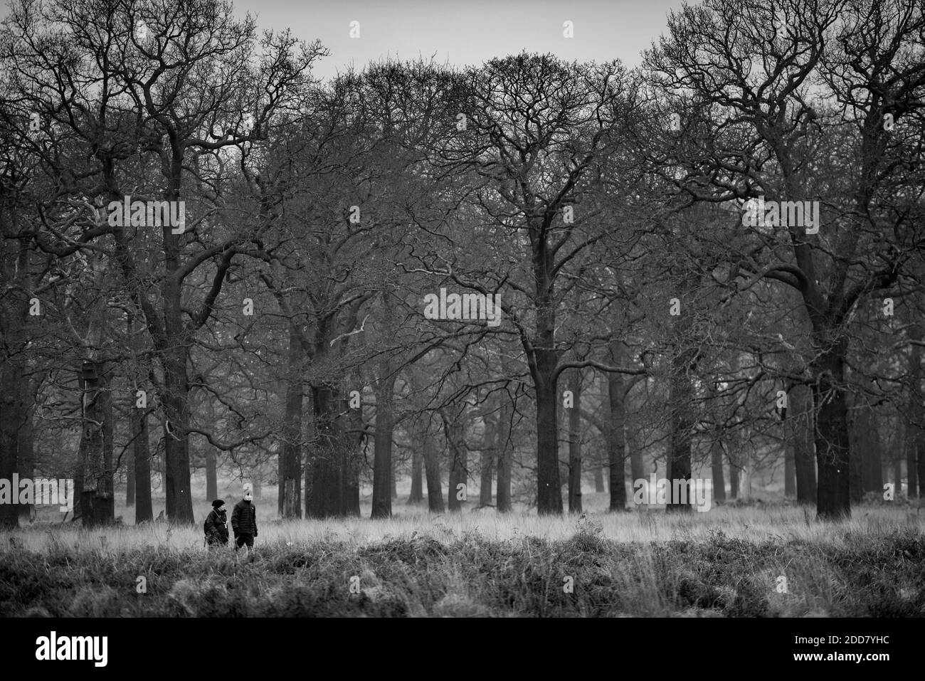Chien marcheur à Richmond Park, Londres, Angleterre Banque D'Images