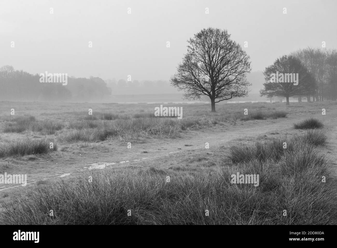 Richmond Park au lever du soleil, Londres, Angleterre Banque D'Images
