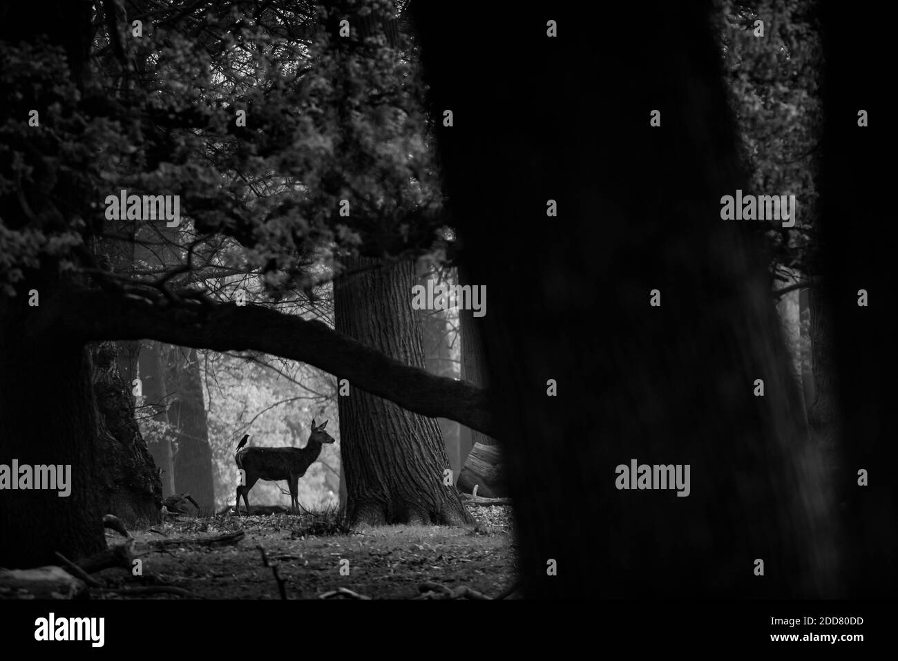 Red Deer à Richmond Park, Londres, Angleterre Banque D'Images