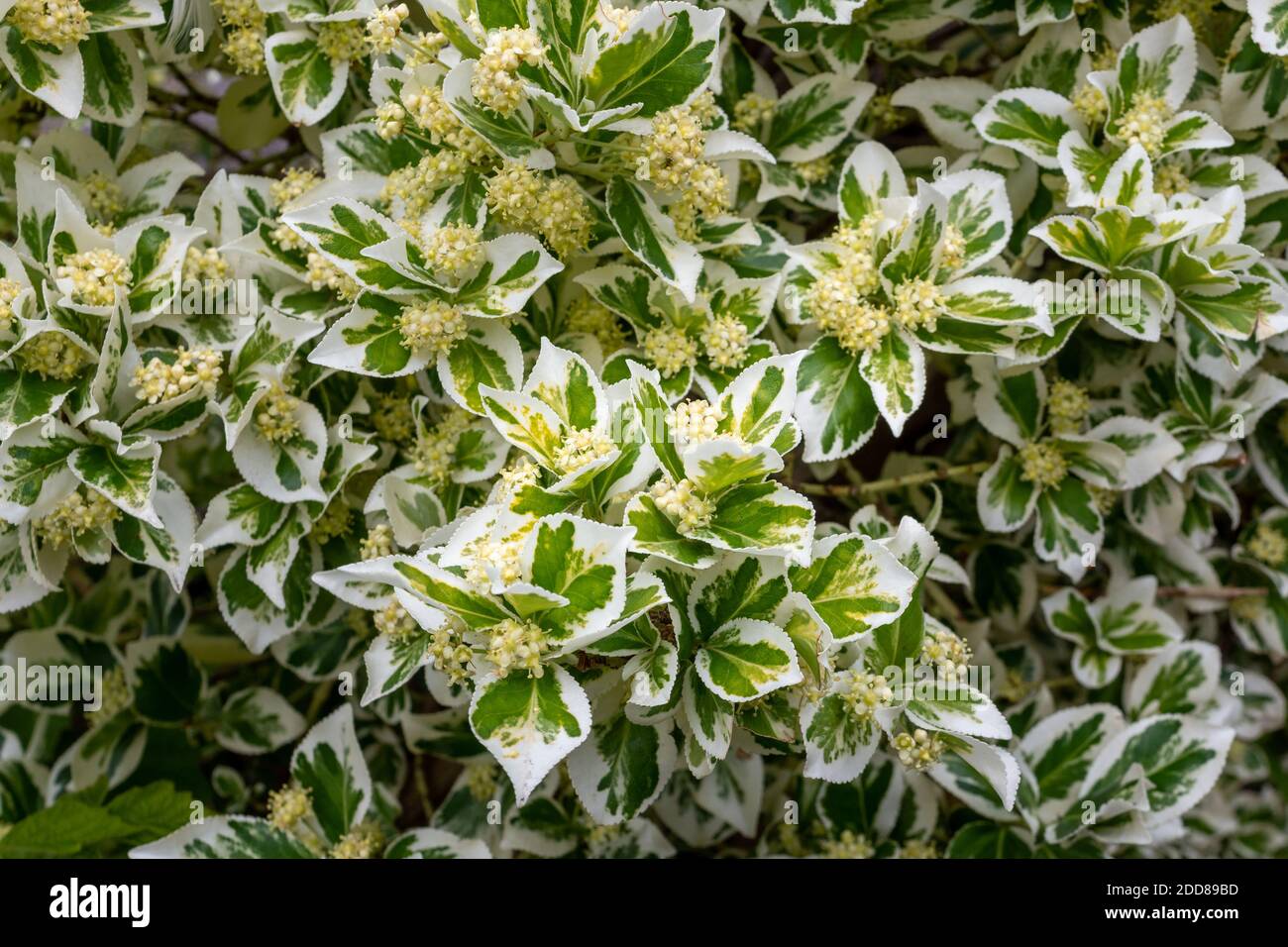 Les feuilles blanches et vertes contrastées d'Euonymus fortunei, avec des grappes de fleurs globulaire crémeuses Banque D'Images