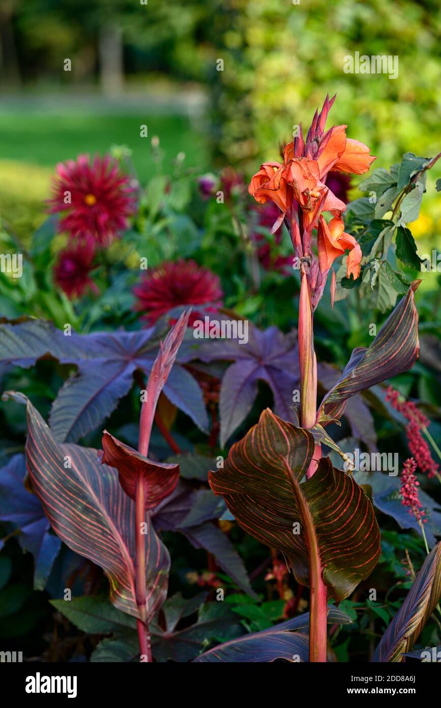 canna tropicana,fleurs d'orange,feuillage variégé,dahlia,dahlias,mélange,mixte,jardinage,combinaison de plantation,exotique,tropical,RM Floral Banque D'Images