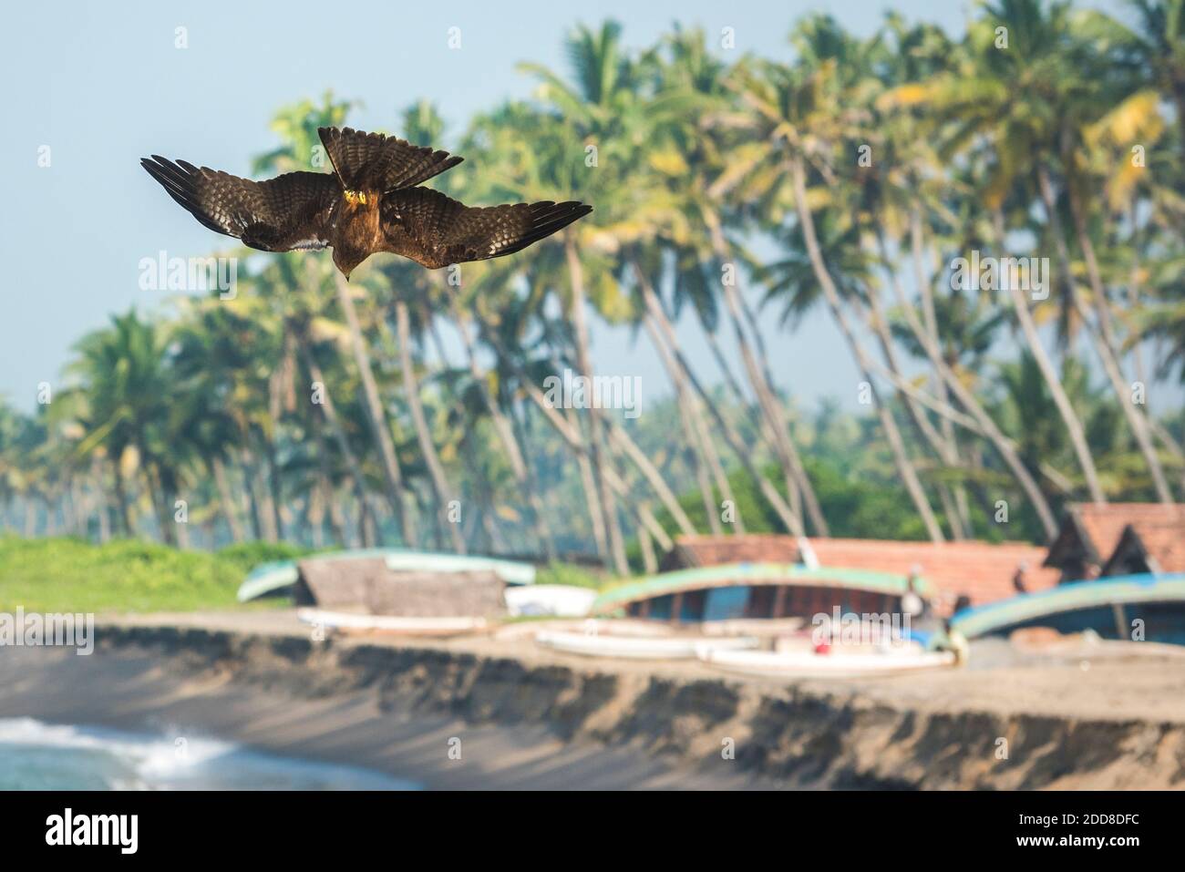 Aigle à poissons de moindre importance (Haliaeetus humilis), Plage de Kappil, Varkala, Kerala, Inde Banque D'Images