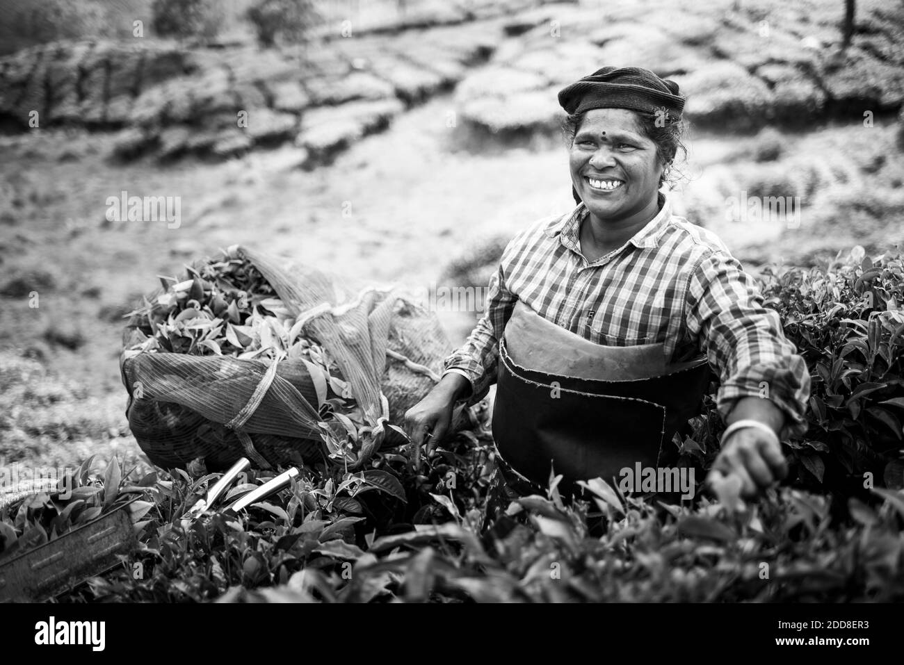 Cueilleurs de thé cueillant des feuilles de thé dans des plantations de thé dans le paysage des montagnes à Munnar, Western Ghats Mountains, Kerala, Inde Banque D'Images