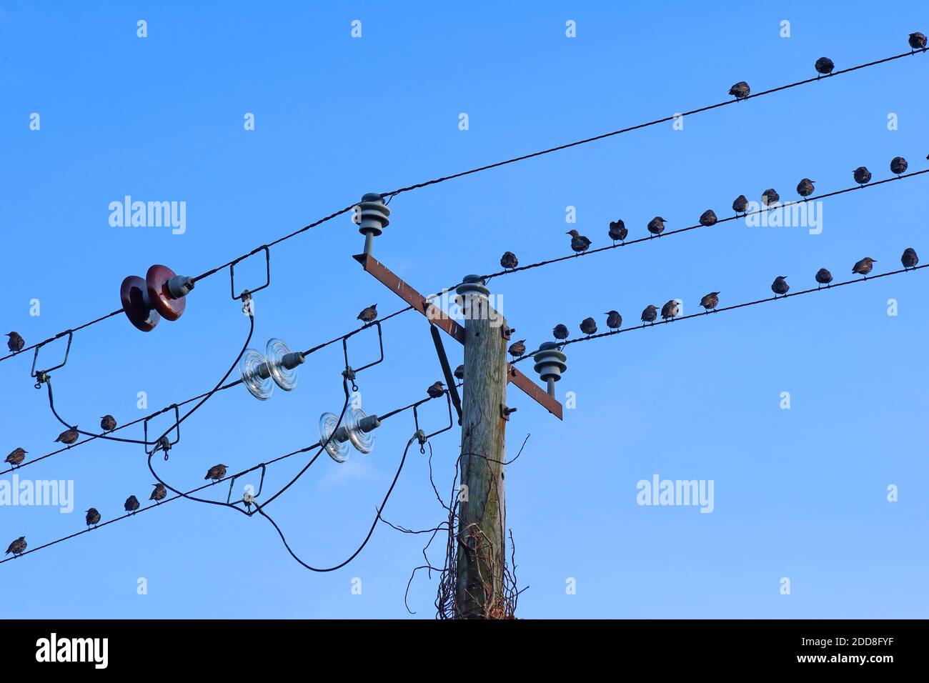 Oiseaux sur les câbles électriques, Great Budworth, Northwich, Cheshire, Angleterre, Royaume-Uni Banque D'Images