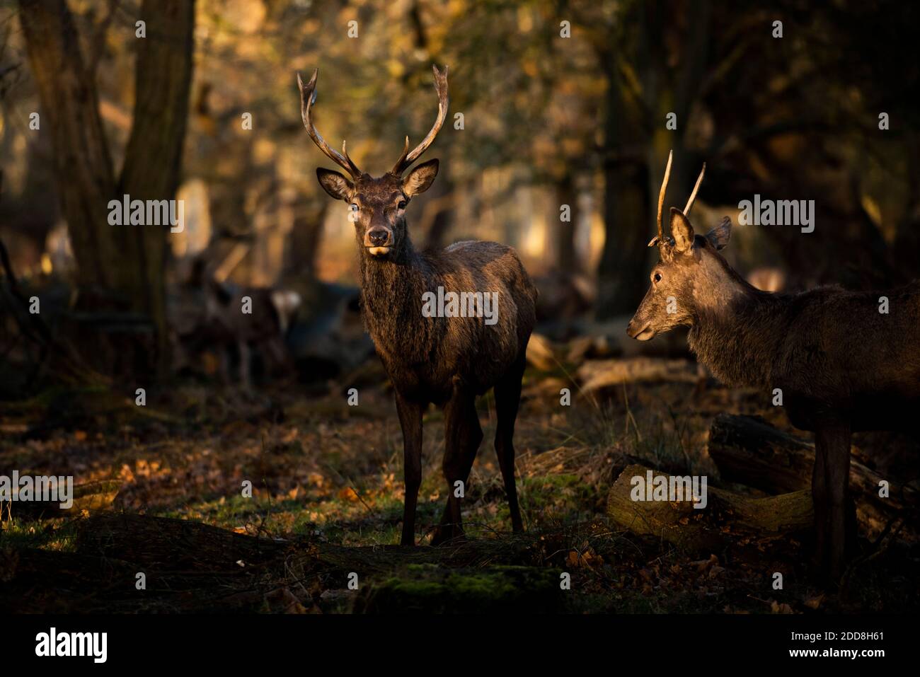 Scène de la faune britannique, d'un magnifique cerf de Virginie (cervus elaphus) dans un paysage boisé au lever du soleil dans une belle lumière, arrière-plan avec espace de copie Banque D'Images