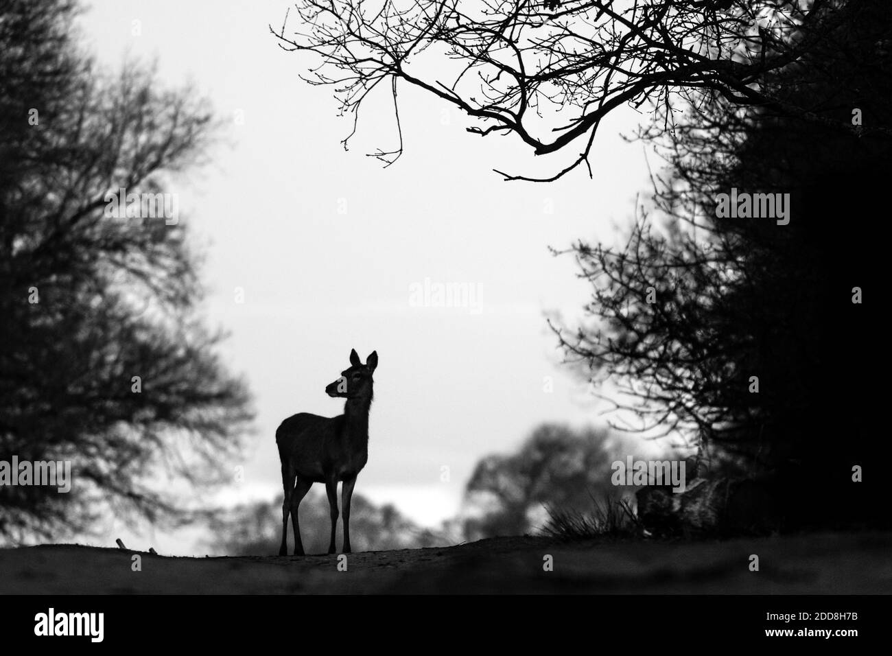 Faune britannique en noir et blanc montrant une silhouette féminine de cerf en jachère (dama dama) dans une zone boisée ouverte, Richmond Park, Londres, Angleterre, Royaume-Uni Banque D'Images