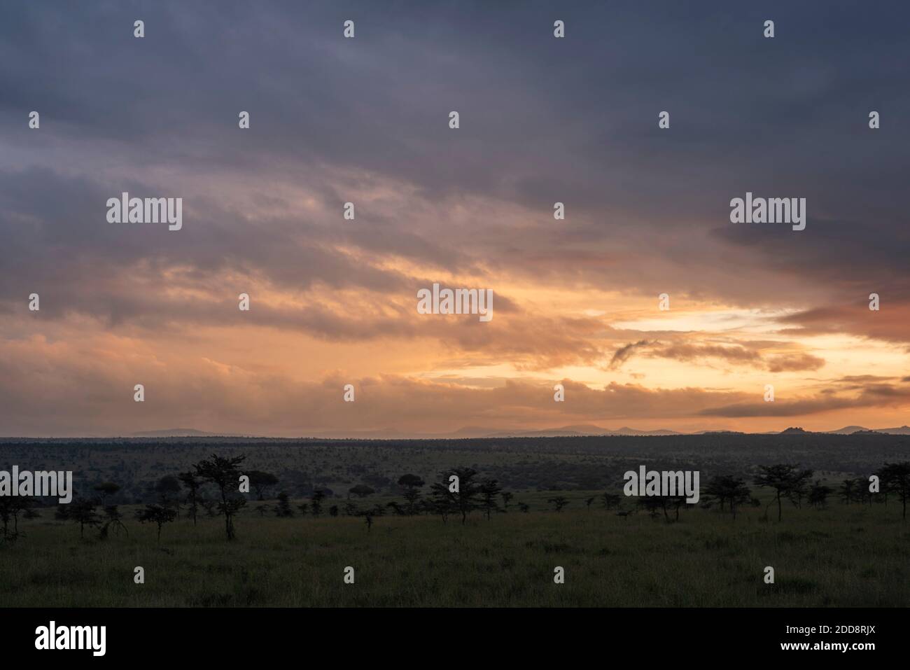 Lever du soleil au ranch El Karama, comté de Laikipia, Kenya Banque D'Images