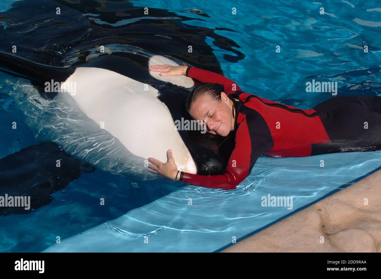 PAS DE FILM, PAS DE VIDÉO, PAS de télévision, PAS DE DOCUMENTAIRE - Dawn Brancheau, une compagnie d'entraînement de baleines à SeaWorld Adventure Park, présentée au stade SeaWorld Shamu à Orlando, Floride, États-Unis le 30 décembre 2005, a été tuée lors d'un accident avec une orque le mercredi 24 février 2010. Photo de Julie Fletcher/Orlando Sentinel/MCT/ABACAPRESS.COM Banque D'Images PAS DE FILM, PAS DE VIDÉO, PAS de télévision, PAS DE DOCUMENTAIRE - Dawn Brancheau, une compagnie d'entraînement de baleines à SeaWorld Adventure Park, présentée au stade SeaWorld Shamu à Orlando, Floride, États-Unis le 30 décembre 2005, a été tuée lors d'un accident avec une orque le mercredi 24 février 2010. Photo de Julie Fletcher/Orlando Sentinel/MCT/ABACAPRESS.COM Banque D'Images