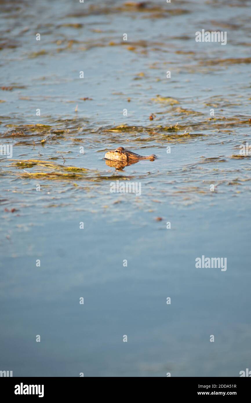 Une grenouille commune masculine solitaire flottant sur la surface de l'eau Banque D'Images
