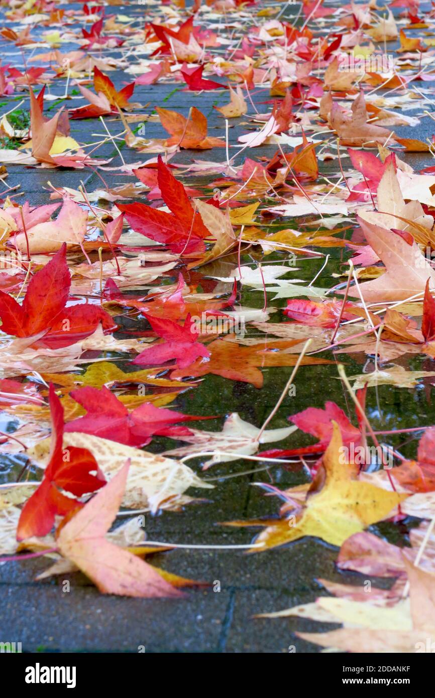 Feuilles mortes de sucrine américaine (Liquidambar styraciflua) couché sur la chaussée en automne Banque D'Images