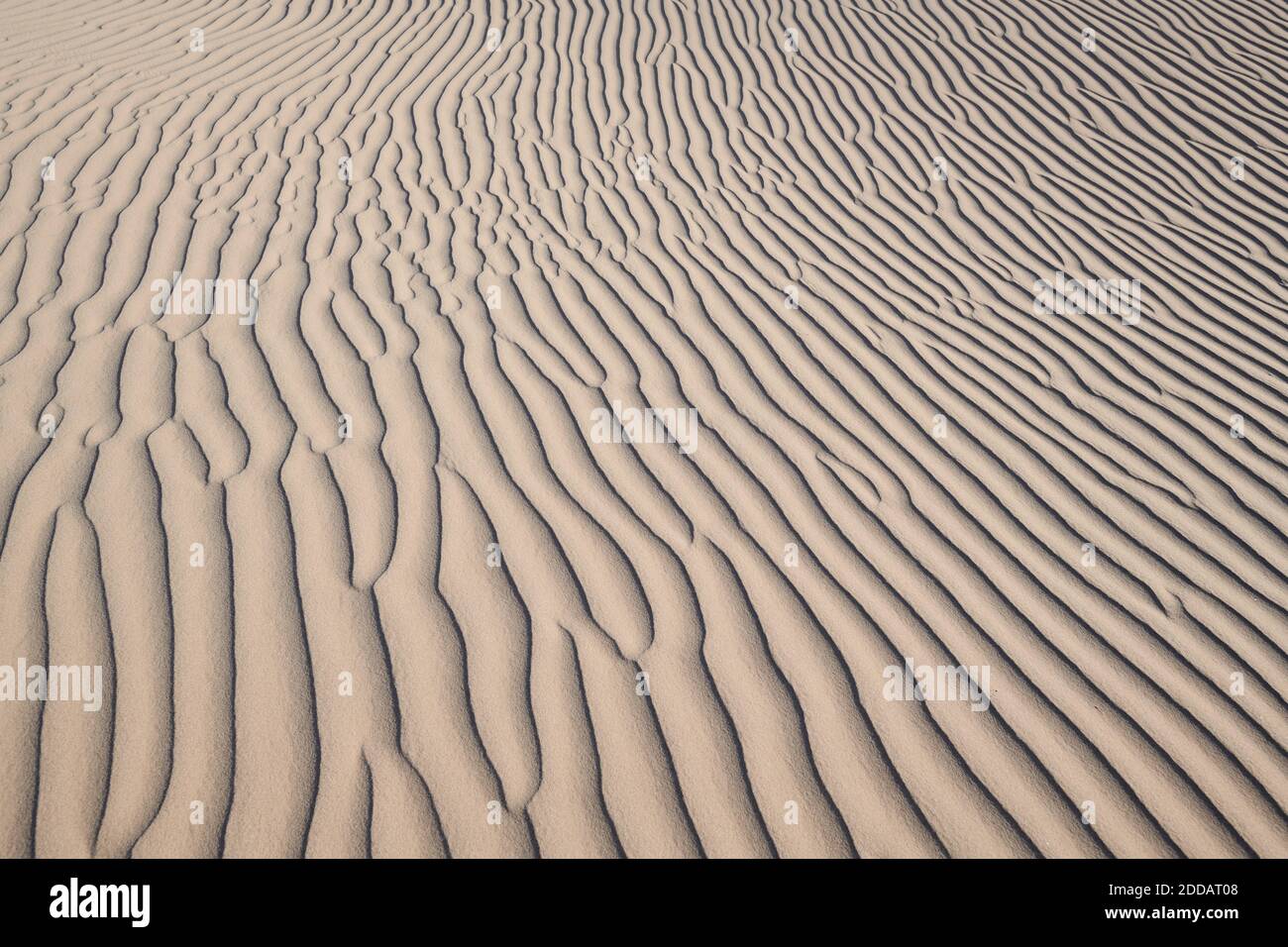 Patter à vagues naturelles sur les dunes de Cadix au désert de Mojave, Californie du Sud, États-Unis Banque D'Images