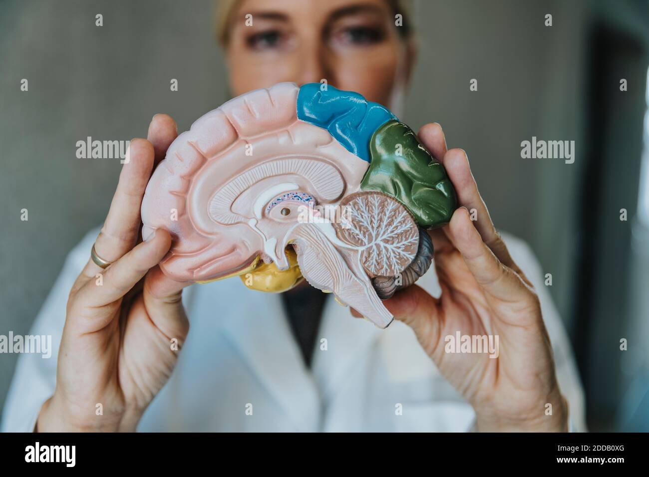 Scientifique montrant un organe interne artificiel en se tenant à la clinique Banque D'Images