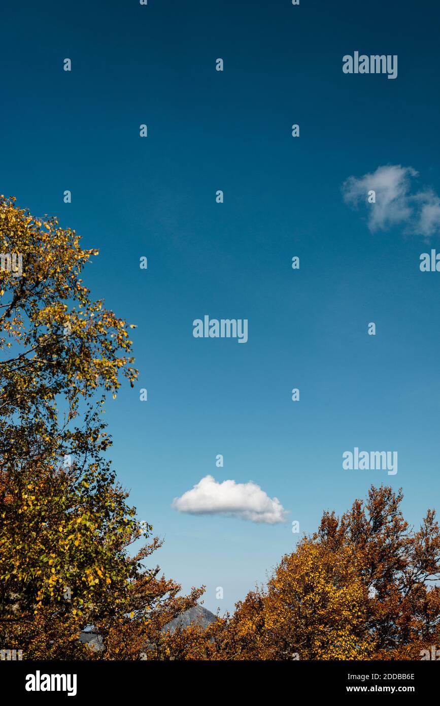 Ciel bleu clair sur les arbres d'automne Banque D'Images