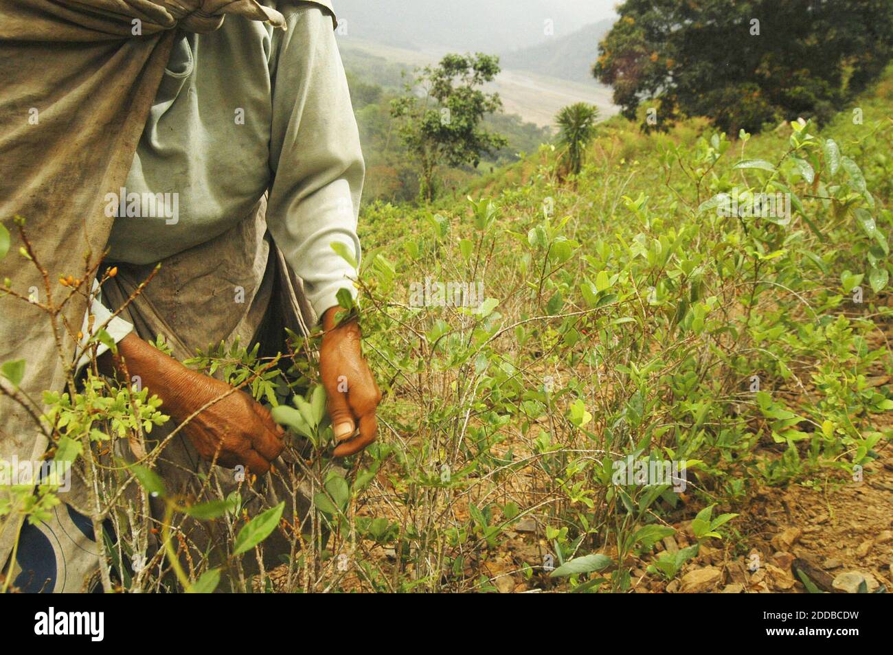 PAS DE FILM, PAS DE VIDÉO, PAS de TV, PAS DE DOCUMENTAIRE - une vieille femme indienne Aymara récolte des feuilles de coca dans une plantation dans les collines qui borde la ville de la Asunta, dans la région bolivienne du Yungas, au nord du pays, le 23 septembre 2004. Une partie de la production des Yungas est légale, pour répondre aux appétits des Boliviens qui depuis des millénaires ont mâché des feuilles de coca pour l'endurance. Mais beaucoup va aux marchés illicites, ce qui pourrait bientôt faire de la Bolivie le deuxième producteur de coca après le Pérou. Photo de Diego Guidice/KRT/ABACA. Banque D'Images