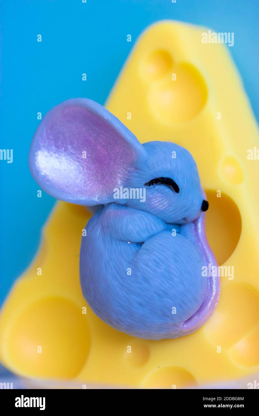 La souris grise dort doucement sur un morceau de fromage cheddar jaune, fond bleu Banque D'Images
