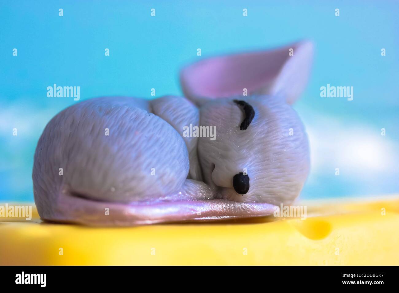 La souris grise dort doucement sur un morceau de fromage cheddar jaune, fond bleu Banque D'Images