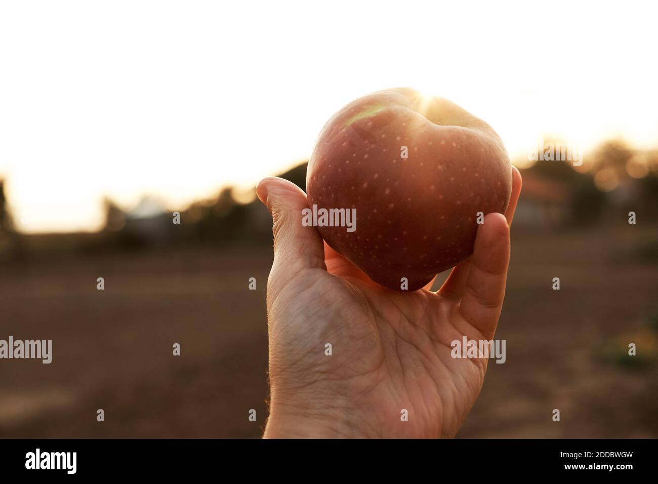 Main de l'homme tenant la pomme mûre contre le soleil couchant Banque D'Images