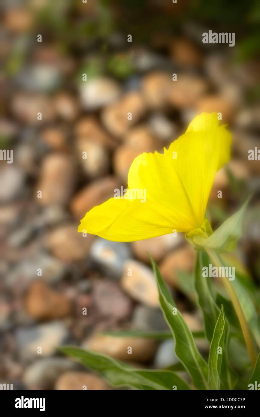 Fleur jaune vif Oenothera macrocarpa, portrait naturel des plantes Banque D'Images