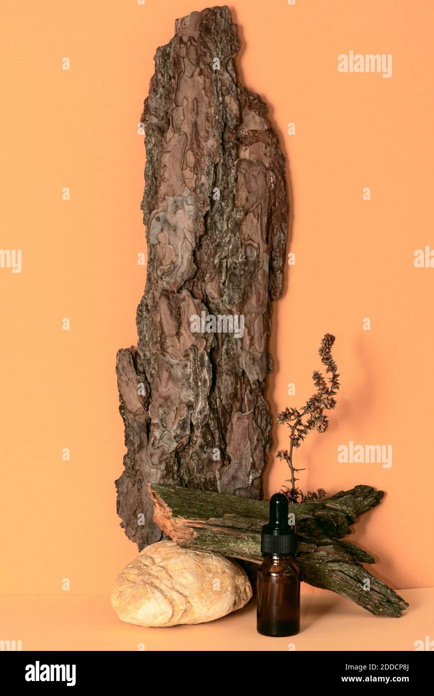 Sérum ou huile essentielle en flacon en verre avec pipette sur fond beige avec écorce d'arbre, branche, pierre. Concept de cosmétiques naturels biologiques. Maquette Banque D'Images