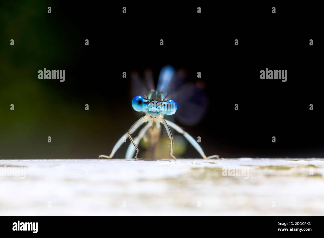 Portrait d'une libellule bleue perçant à l'extérieur Banque D'Images