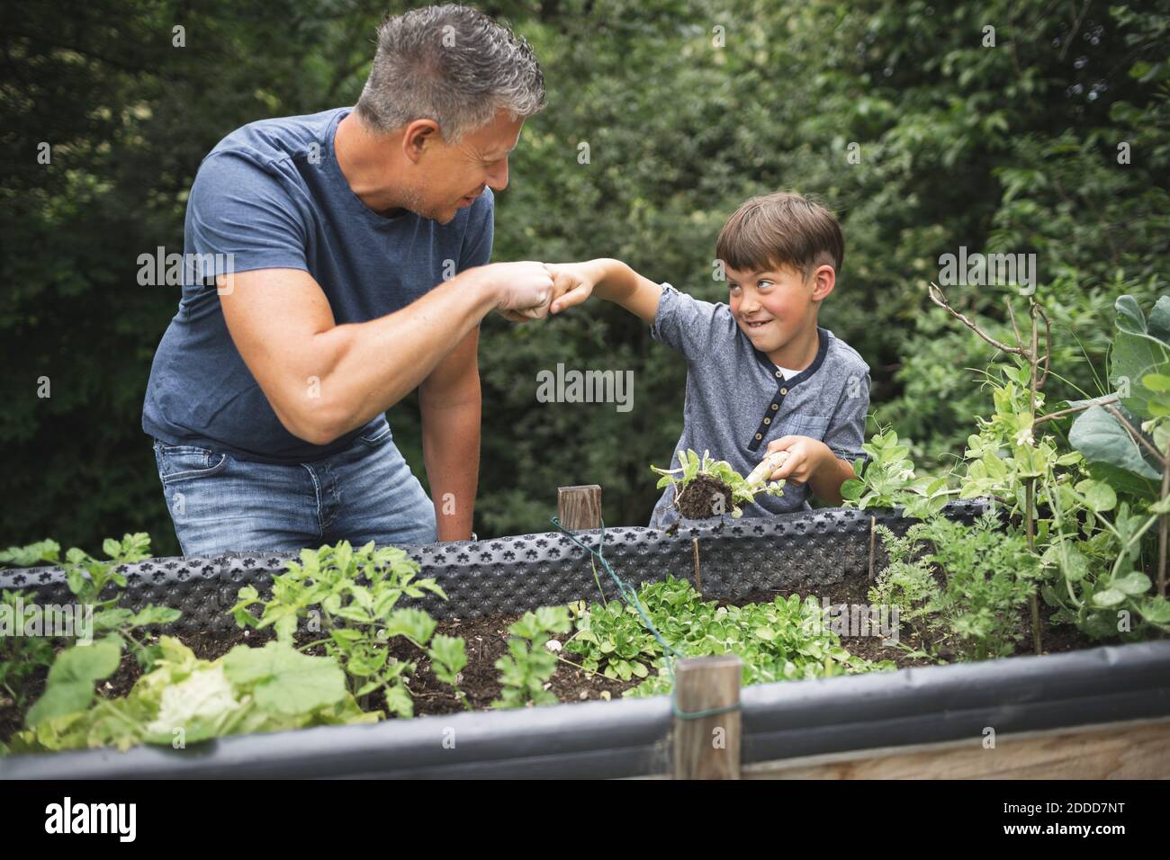 Joyeux garçon donnant la bosse de poing au père tout en tenant l'usine avec truelle par lit surélevé dans le jardin Banque D'Images