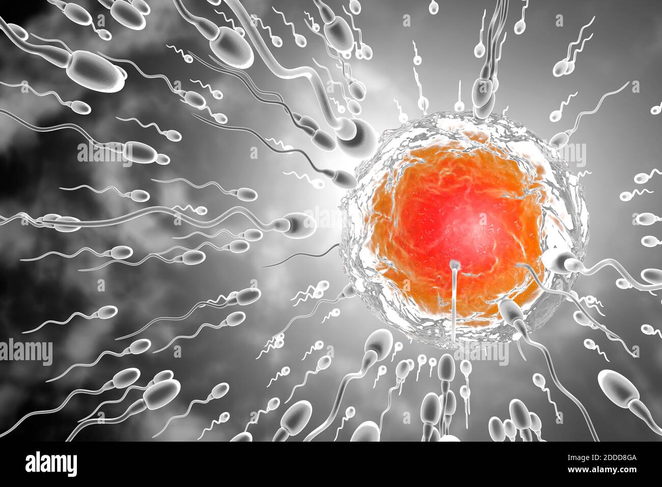 3D rendu Illustration des spermatozoïdes qui se Racing pour fertiliser l'oeuf Banque D'Images