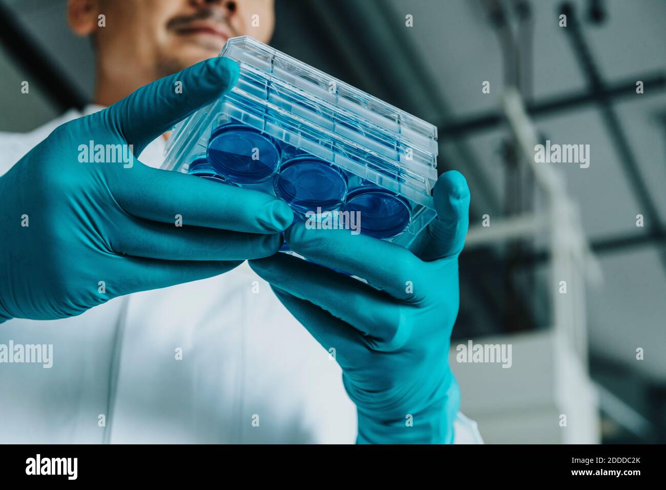 Scientifique tenant le plateau de boîtes de Pétri en se tenant au laboratoire Banque D'Images
