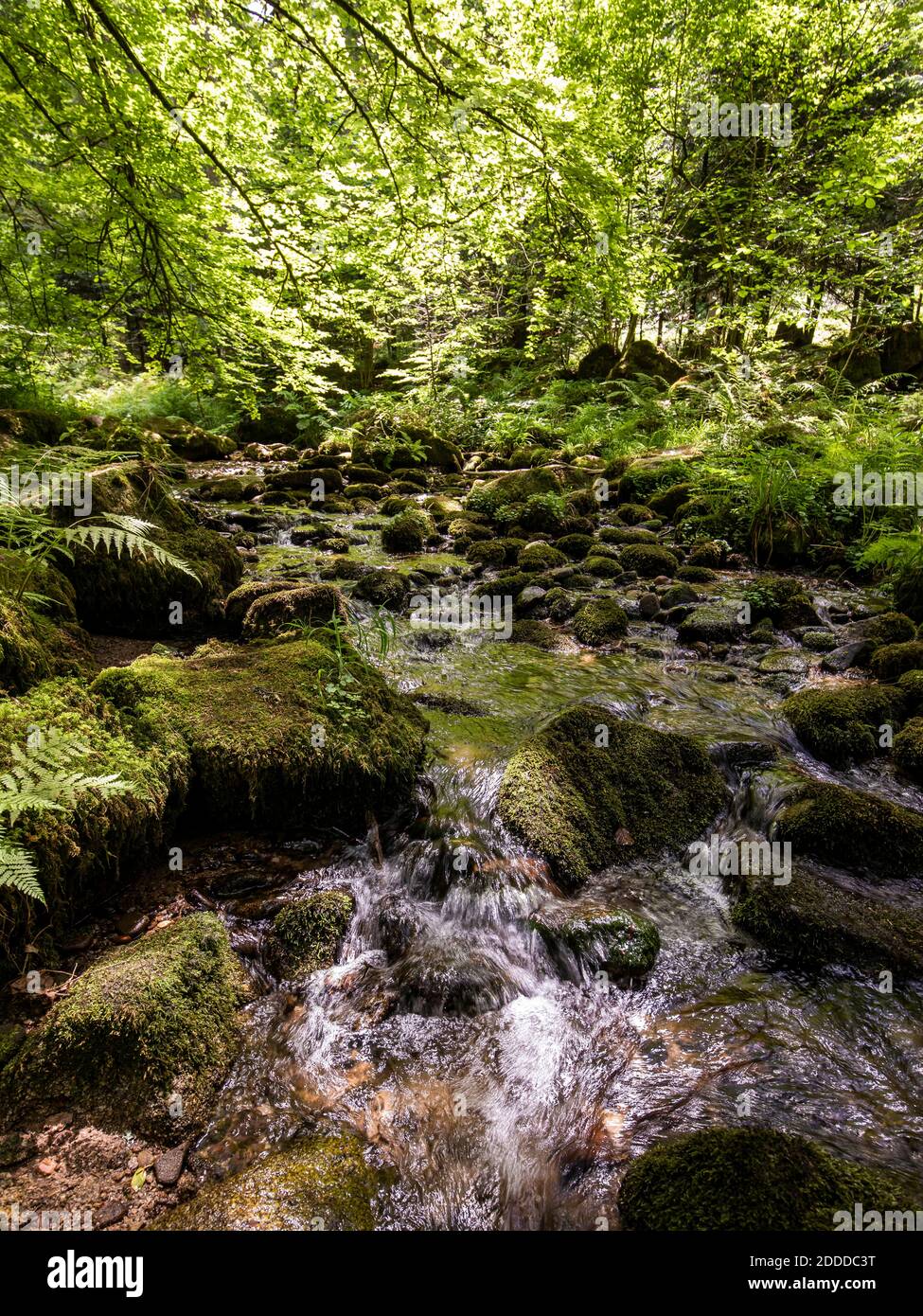 Rivière Alb coulant entre des roches de mousse dans la Forêt-Noire, Allemagne Banque D'Images