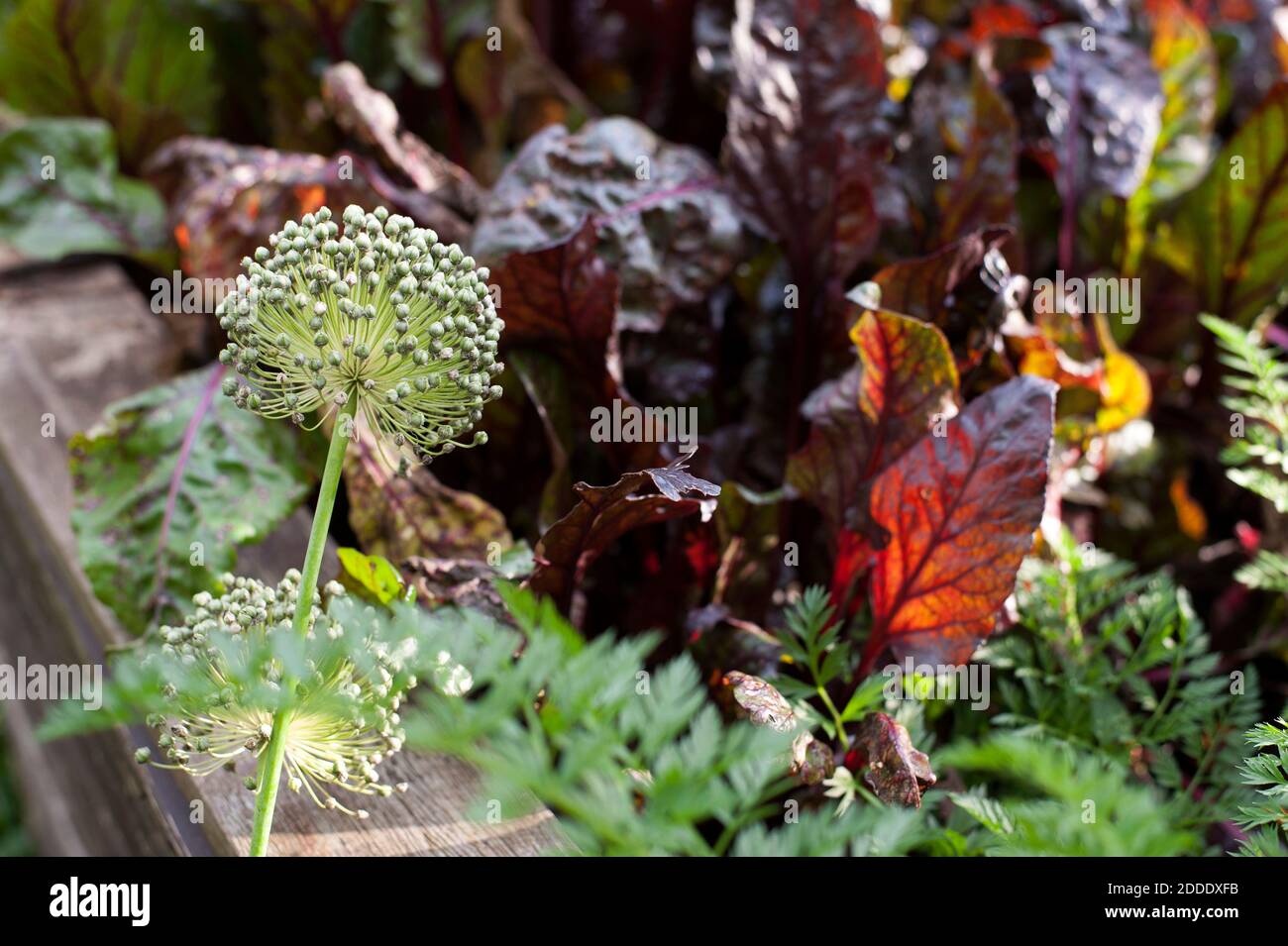 Betteraves et fleurs d'allium croissant dans le potager d'automne Banque D'Images