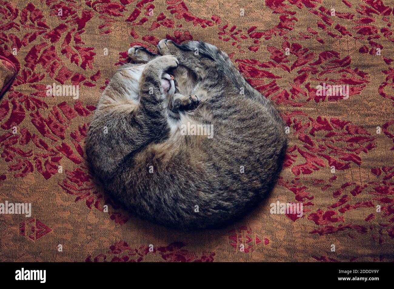 Cat sleeping on bed at home Banque D'Images