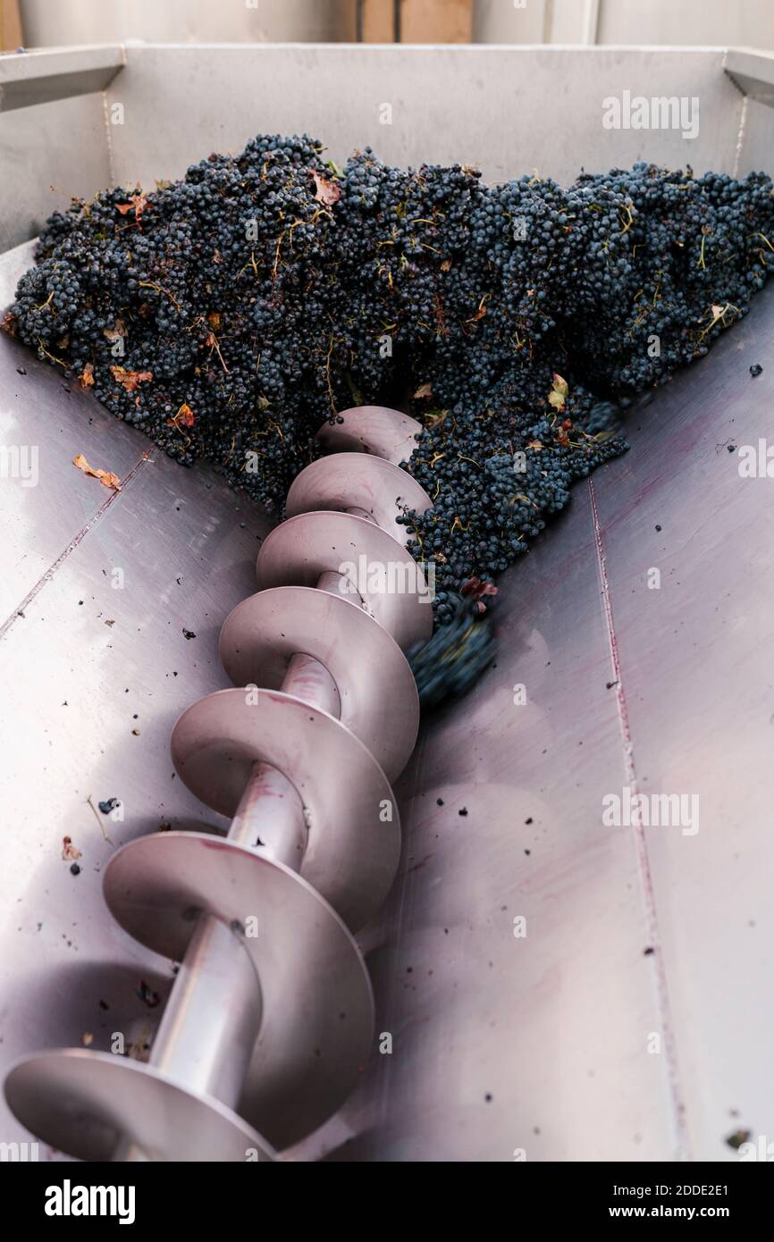 Bouquet de raisins dans les machines de broyage à la cave Banque D'Images