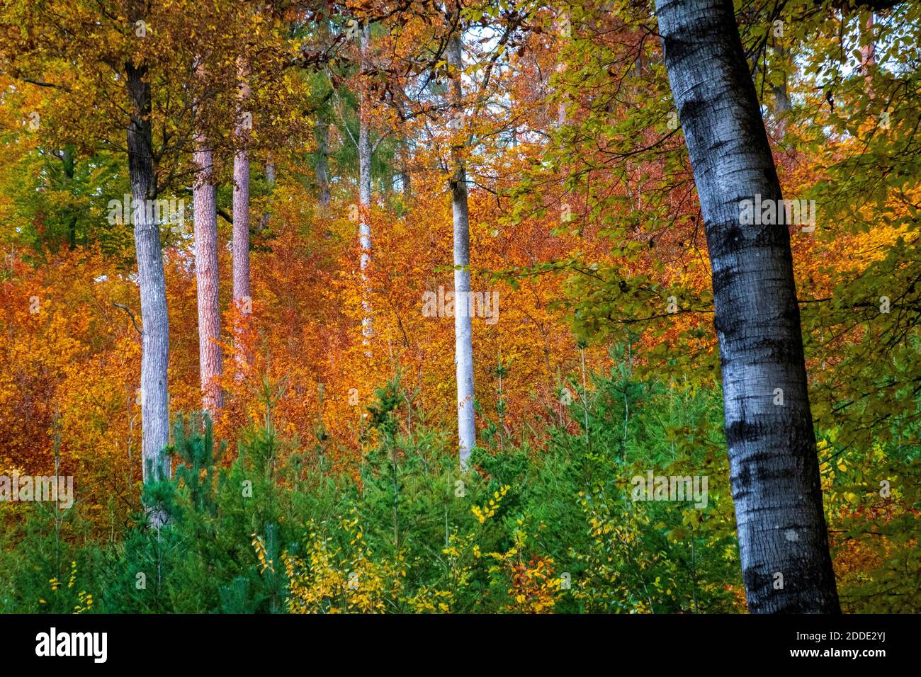 Arbres en forêt en automne Banque D'Images