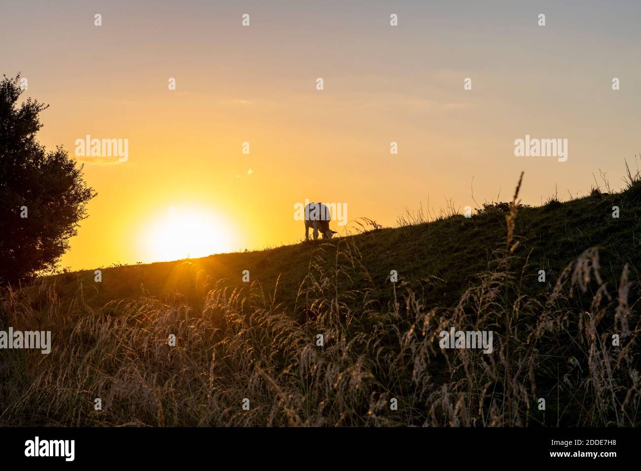 Coucher de soleil sur une vache à pâturage solitaire Banque D'Images