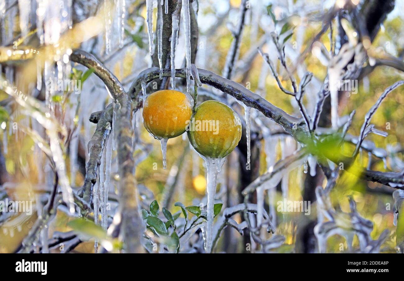 PAS DE FILM, PAS DE VIDÉO, PAS de télévision, PAS DE DOCUMENTAIRE - les  oranges sont incrustées dans un cocon de glace comme les températures ont  été enregistrées au milieu des années