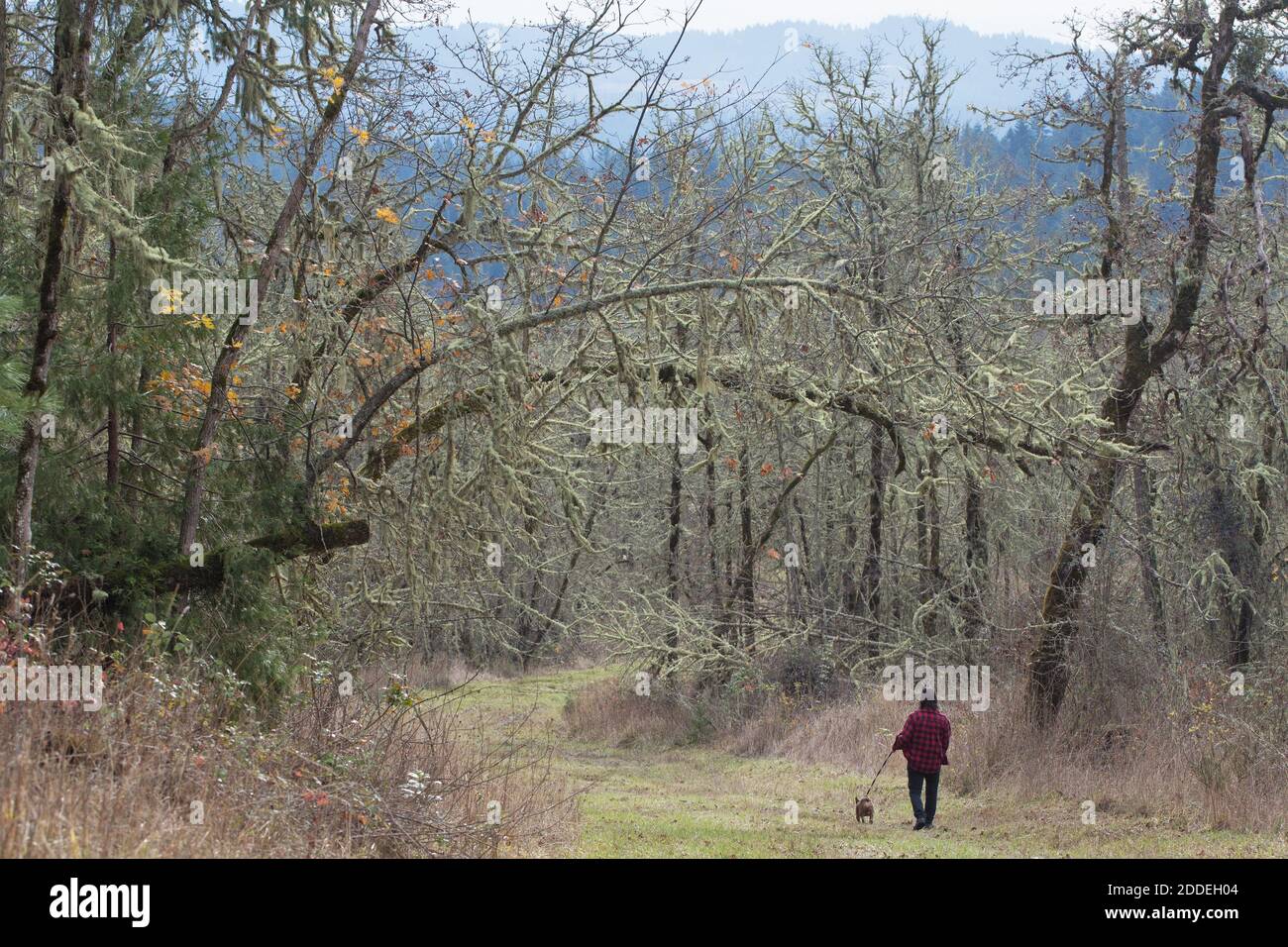 Un homme qui marche seul un chien sur un sentier près d'Eugene, Oregon. Banque D'Images