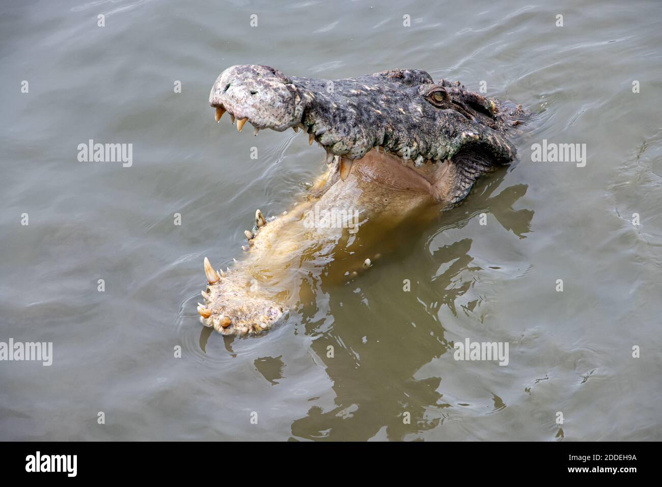 Tête de crocodile à mâchoire ouverte sur la surface de l'eau . Banque D'Images